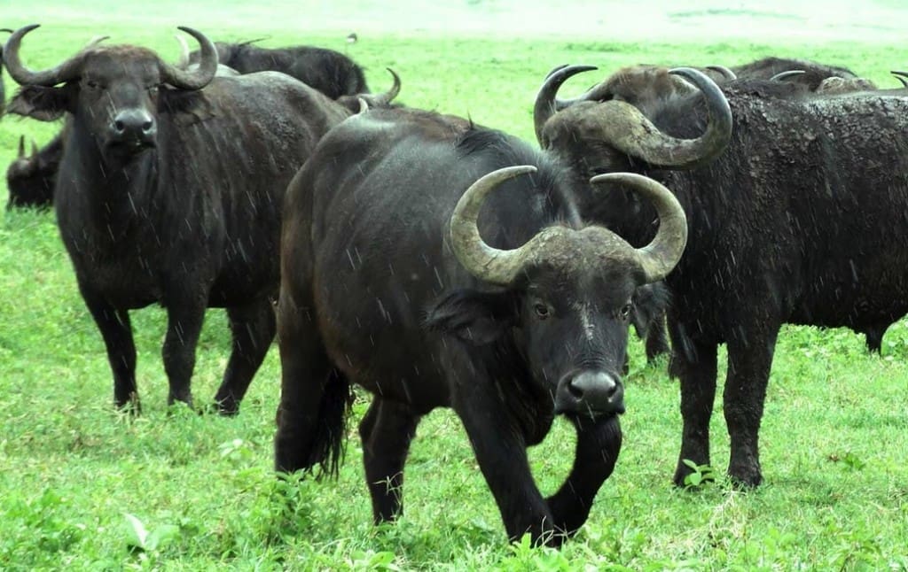 Where Do India S Buffalo Meat Exports Go Beef Central