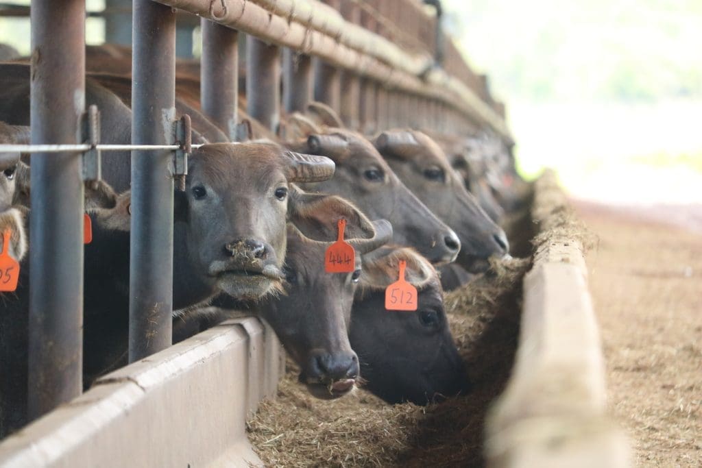 New Voice For Nt Buffalo Industry As Exports Surge Beef Central