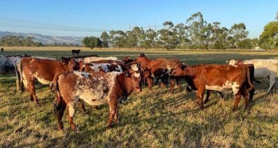 Cattle Listings And Orders Beef Central