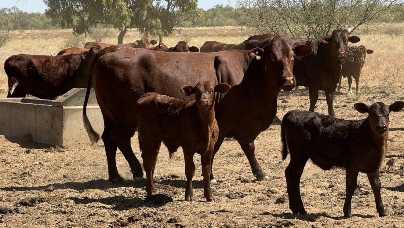 Cattle Listings And Orders Beef Central