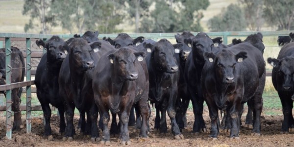 Genetics Central | Beef Central