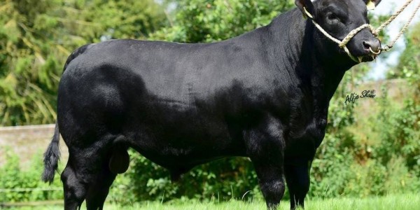 Genetics Central | Beef Central