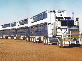 Cattle Prices Casino Nsw