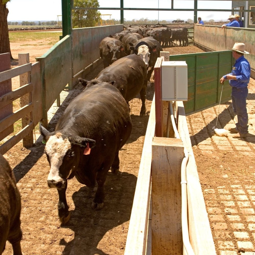 Cattle on feed numbers up 3pc, survey shows Beef Central