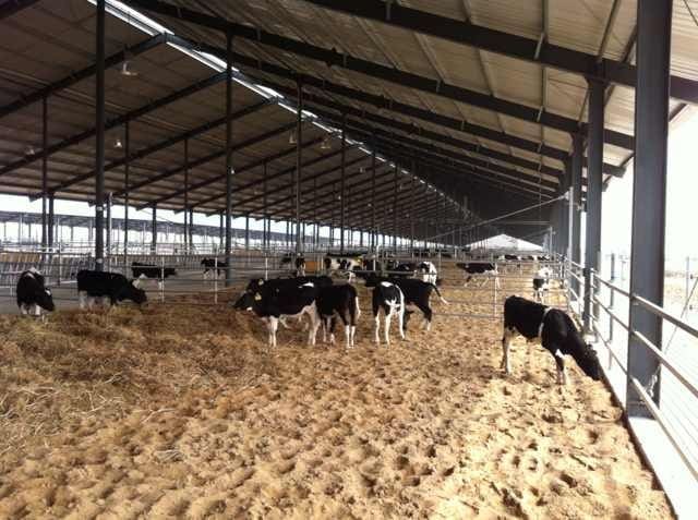 china-holstein-feedlot-santori - Beef Central