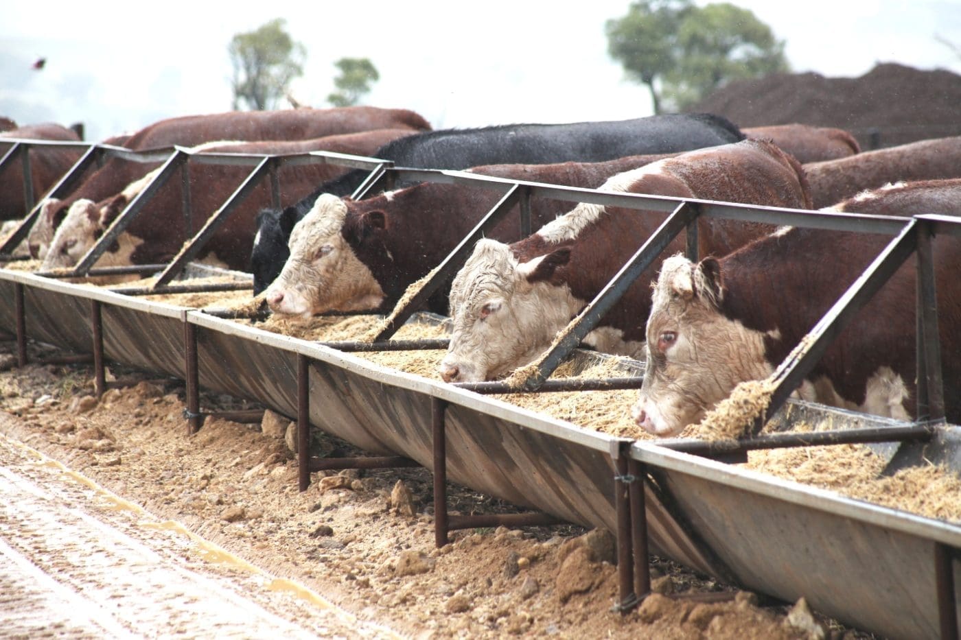 Feedlot Beef Central