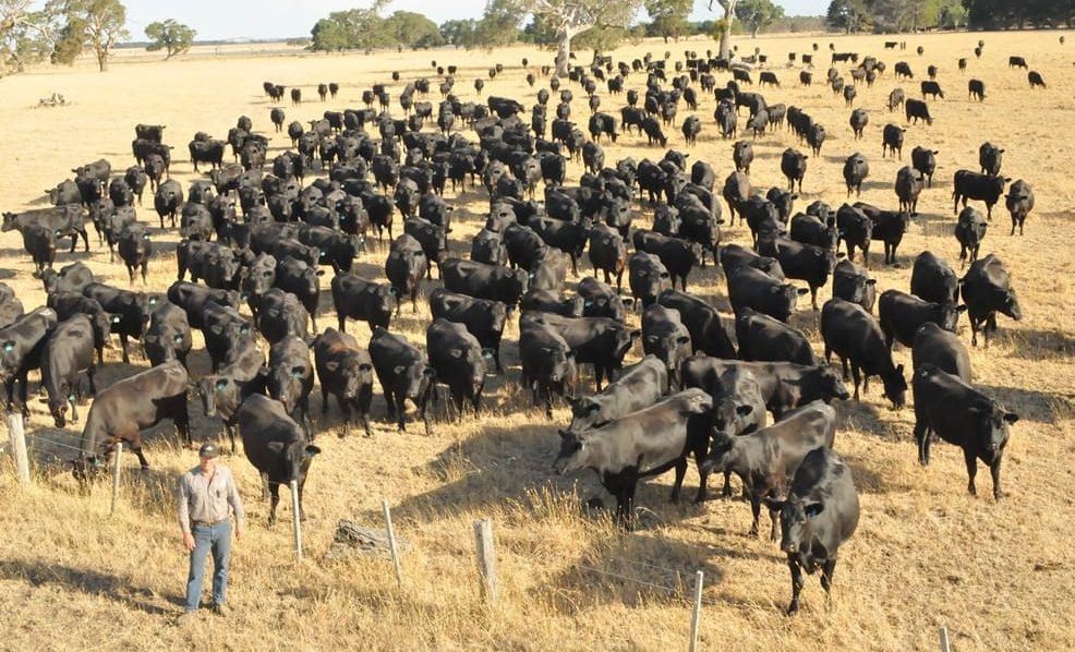 All roads lead to Brisbane, Australia for 2025 World Angus Forum + video – Beef Central