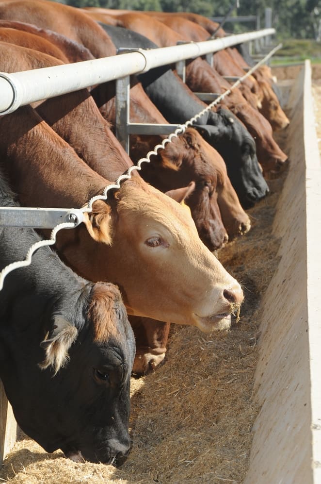 Top 25 No 16 Ravensworth Feedlot Beef Central