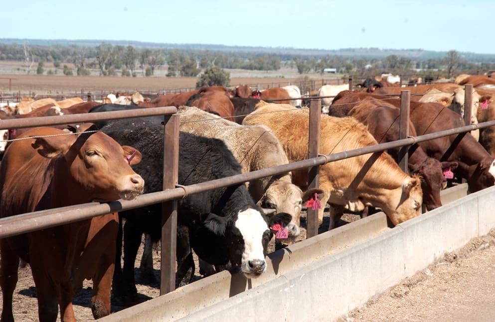 Top 25 No 11 Kurrawong Whaka Feedlots Beef Central