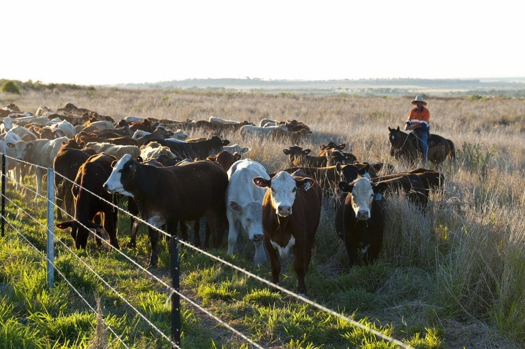 genetics-is-the-composition-of-rumen-bacteria-a-heritable-trait