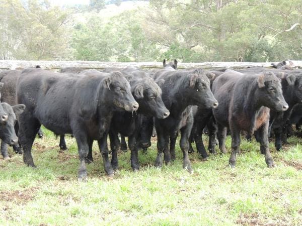 Feeder steers sell to 323c on AuctionsPlus - Beef Central