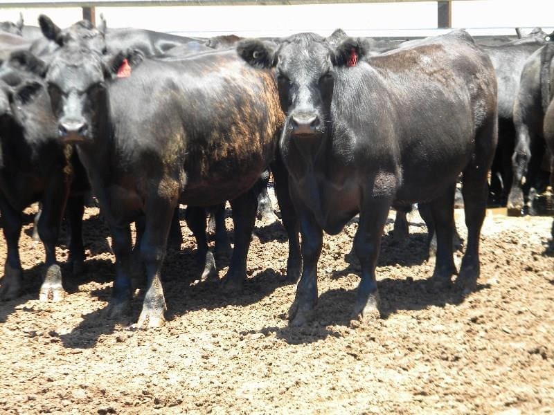 AuctionsPlus numbers slow for Christmas, but finish on high note - Beef ...