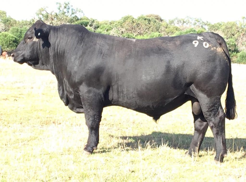 Black Simmental record falls for second time in a week - Beef Central