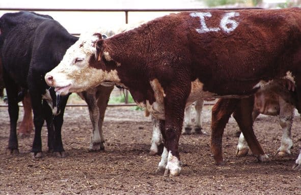 genetic-testing-for-early-diagnosis-of-bovine-respiratory-disease