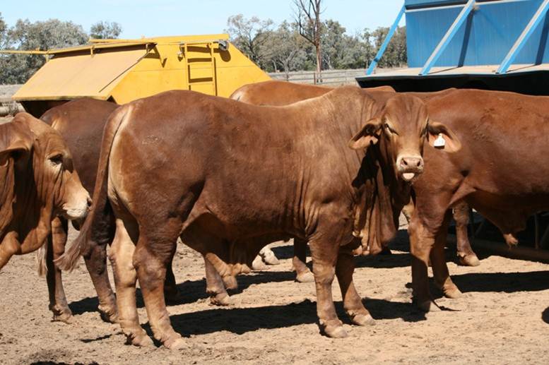 market-dynamics-push-more-grain-assisted-cattle-onto-market-beef