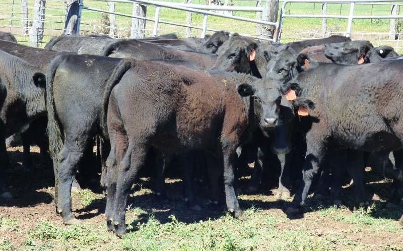Young cattle continue to dominate results in another large AuctionsPlus ...