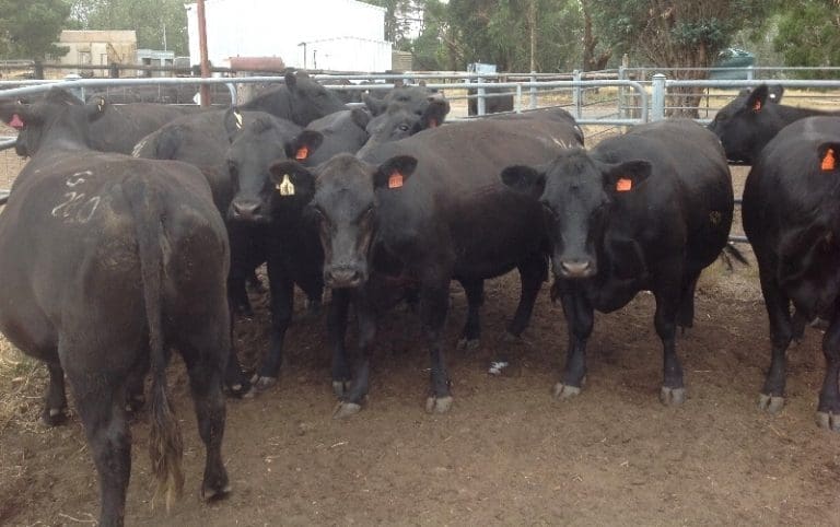 Red Brahman heifers make 513c in 10,000 head AuctionsPlus offering ...