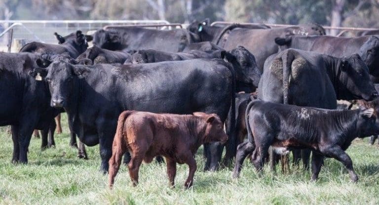 Genetics: Pre-joining check – test your bulls' fertility - Beef Central