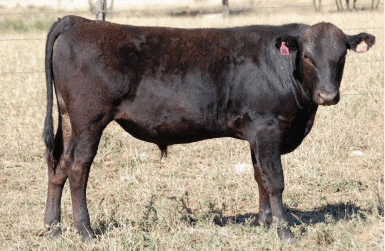 Worldfirst Poll Wagyu sale will create wide interest Beef Central