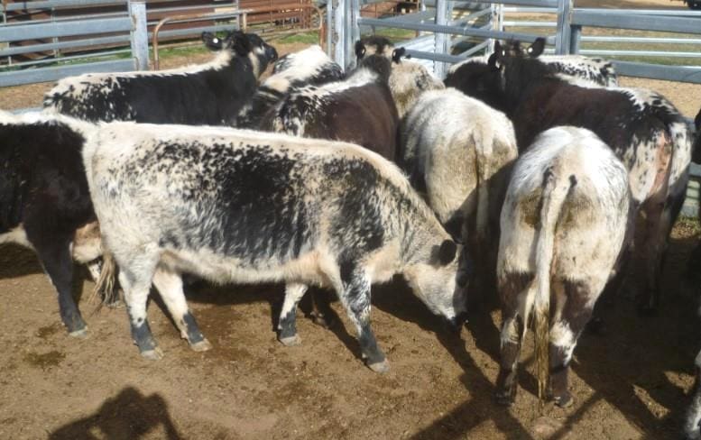 Cows & calves sell to $2580 in smaller AuctionsPlus offering - Beef Central