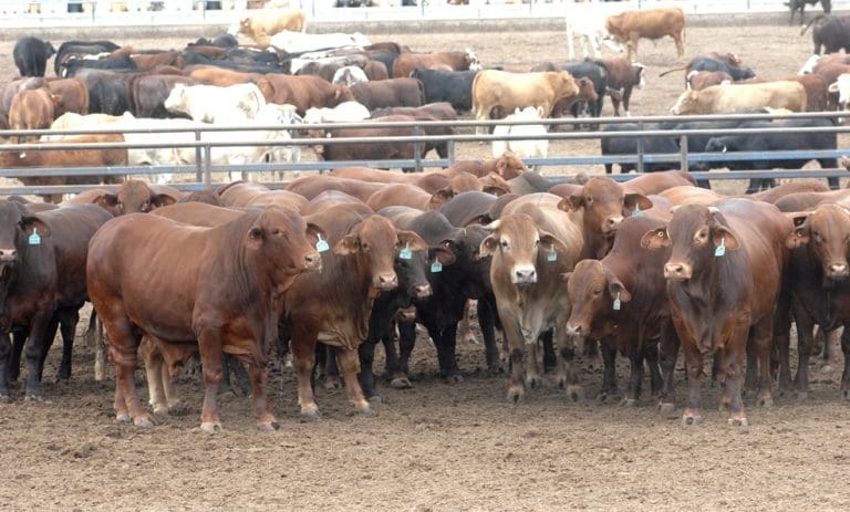 Correction: Fed cattle forward contracts - Beef Central