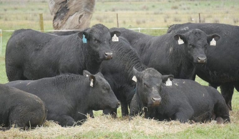 Setting a break-even for bull prices - Beef Central