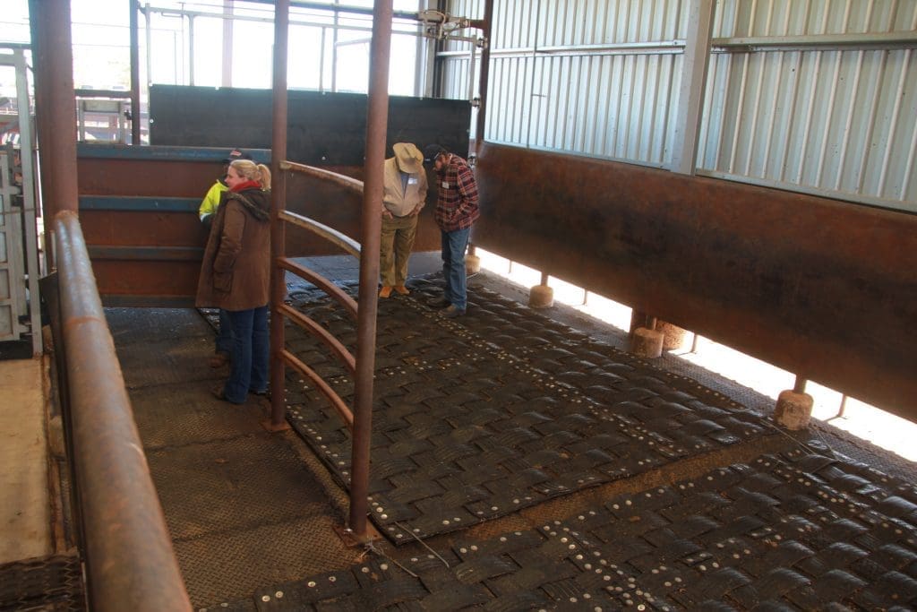 Bud Box a big hit at Grassdale - Beef Central