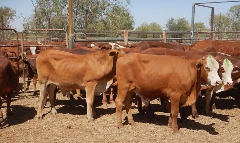 Young steer categories ease in larger AuctionsPlus offering - Beef Central