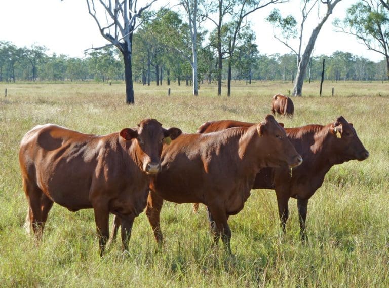 Opinion: Balancing eating quality and environmental adaption - Beef Central