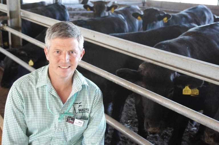 Wagyu Sector Explores New Innovation In Breeding Models For Australian ...