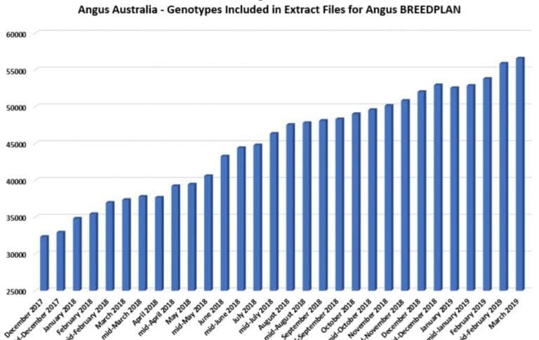 Angus breeders continue to embrace genomic technology - Beef Central