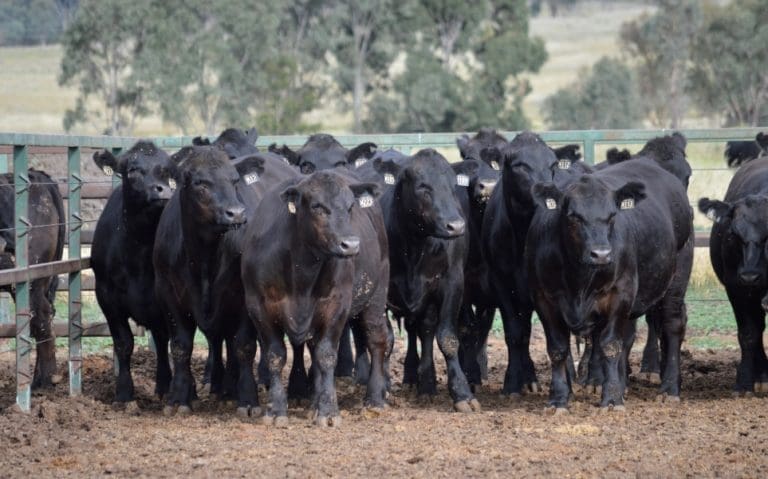 Angus sire benchmarking program notches up its first decade - Beef Central