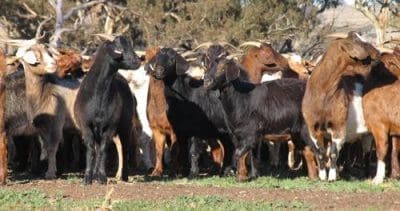 $60m Bourke goat abattoir closes, five months after launch - Beef Central