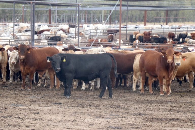 RNA winners offer their thoughts on producing high performing cattle ...