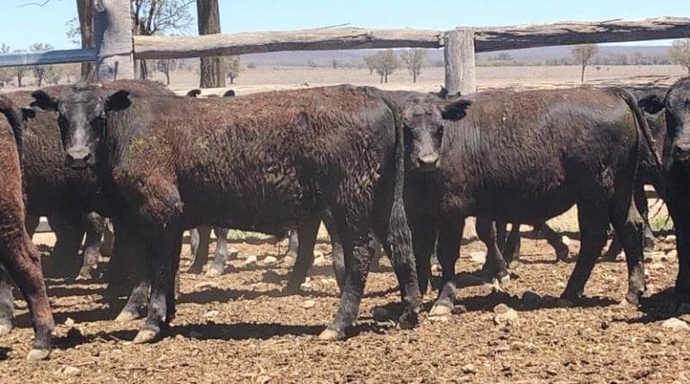 feeder-steer-average-313c-in-larger-auctionsplus-offering-beef-central