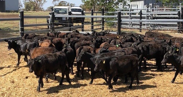 Big rises seen in young cattle in larger AuctionsPlus offering - Beef ...