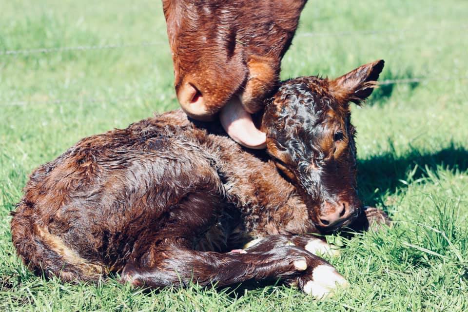 How to source calves in an autumn calf system 