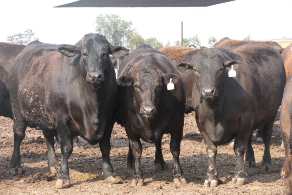 Qld's Grassdale feedlot completes expansion to 75,000 head - Beef Central