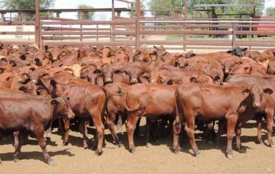 Young Cattle Values Continue To Push Higher, In Another Record ...