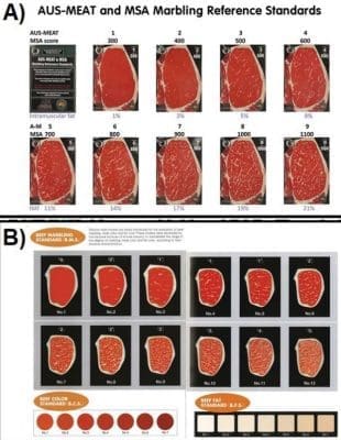 Camera grading sharpens Wagyu genetic selection - Beef Central