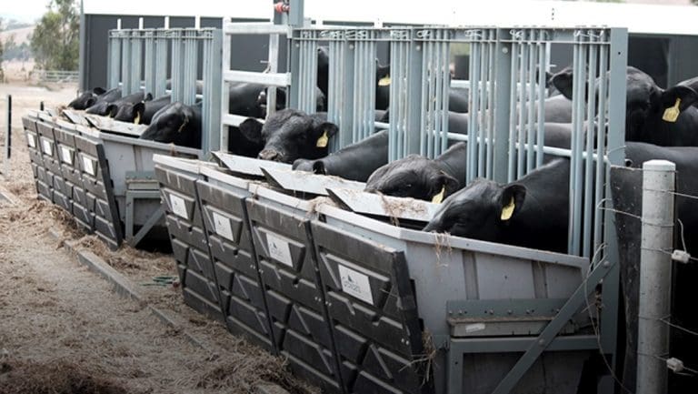 Feed Efficiency Measurement For Better Management Beef Central 1545