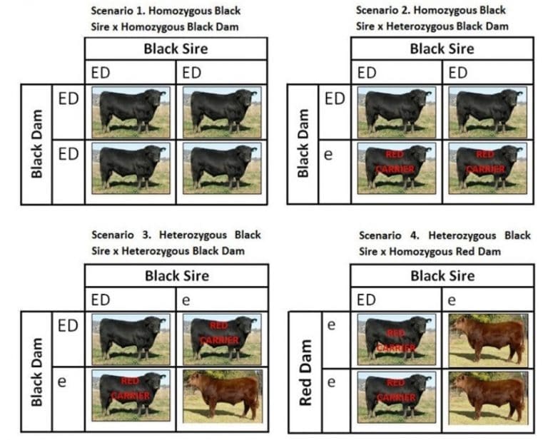 Understanding The Genetics Of Coat Colour - Beef Central