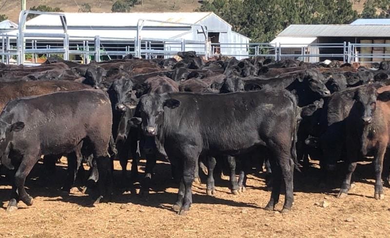 Sharp rise in PTIC heifer prices in smaller 10,735 head AuctionsPlus ...