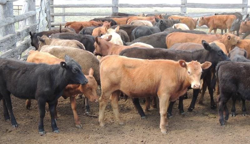 Prices lift, as numbers decline on AuctionsPlus - Beef Central