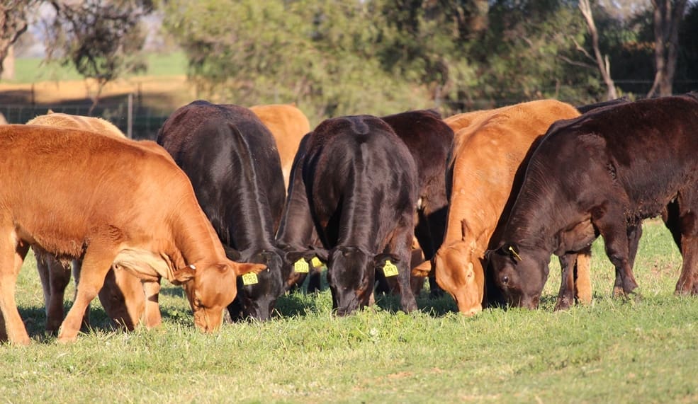 Selection Pressure For Temperament Drives Big Shift In Limousins Beef Central