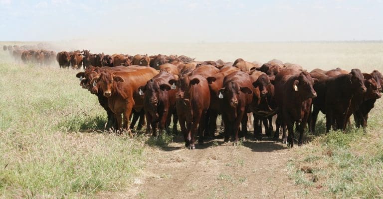 Droughtmaster breeders pause to reflect on 60 years of progress - Beef ...