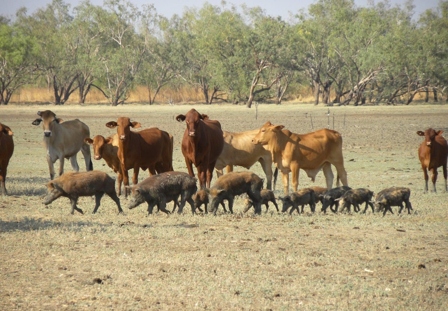 The price of pests: Australia’s $390 billion invasive species bill over