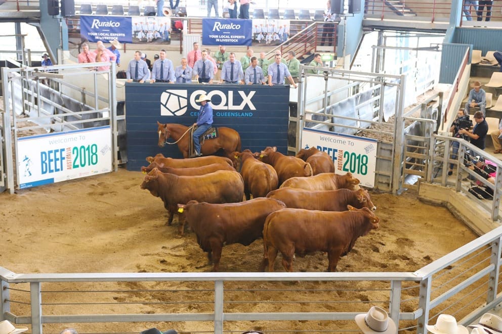 Last call for Beef 2024 Commercial Cattle Championship nominations