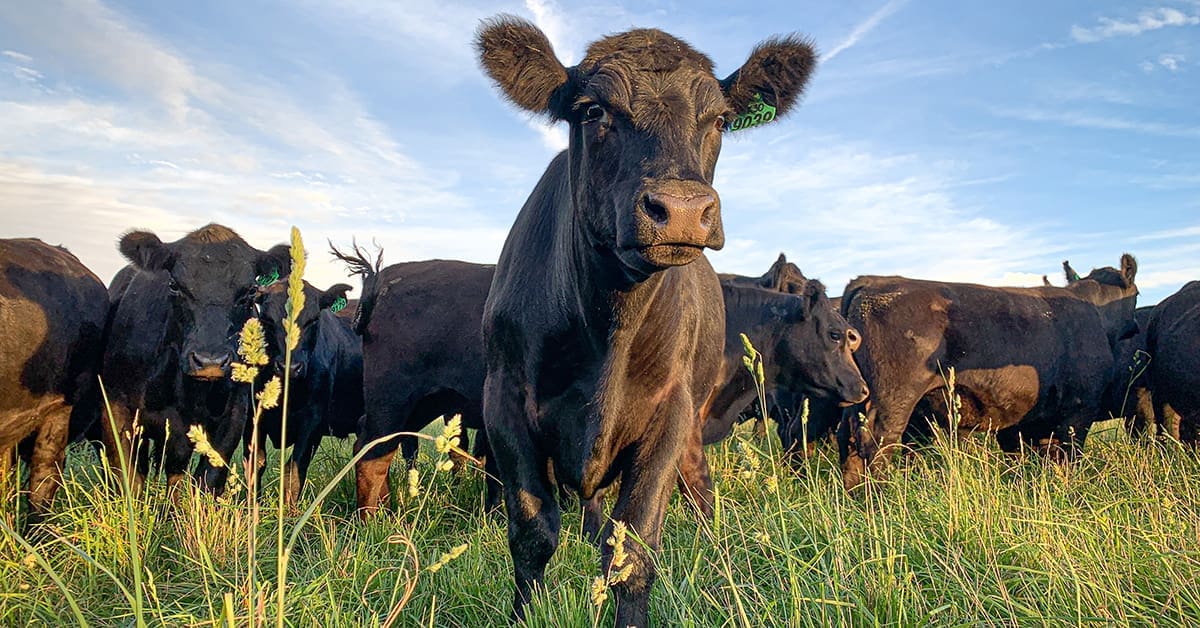 Angus Verified program adds surety over breed integrity claims - Beef ...