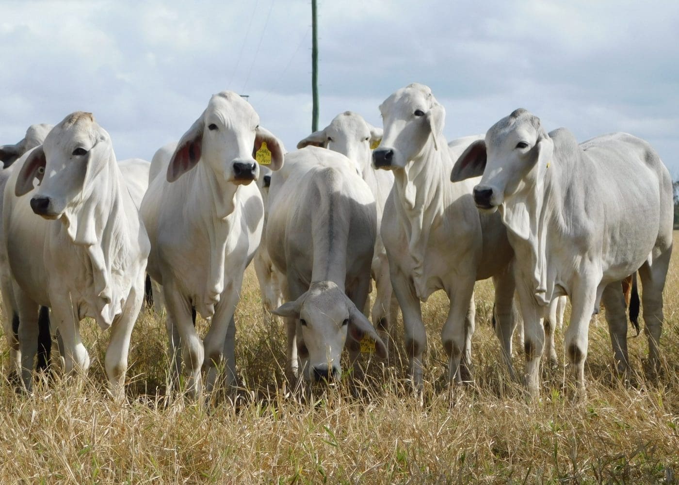 Record for heifers smashed as price hits 655c/kg at CQLX Gracemere ...